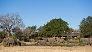 Game viewing in Sabi Sands Private Reserve