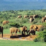 Addo National Park - Eastern Cape - South Africa