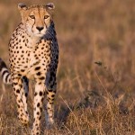 Samara Wildlife