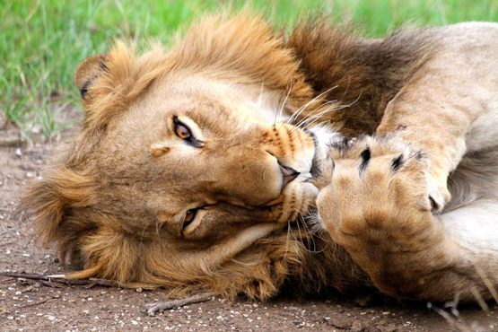 Big 5 - Wildlife Safari - Luxury Lodges