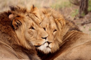 Two Male Lions