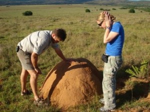 Bush Walks / Safaris