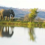 elephant-rock-private-safari-lodge-elephant