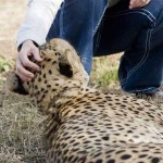 elephant-rock-private-safari-lodge-elephant-rock