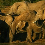 phill-elefants-at-the-worter_small